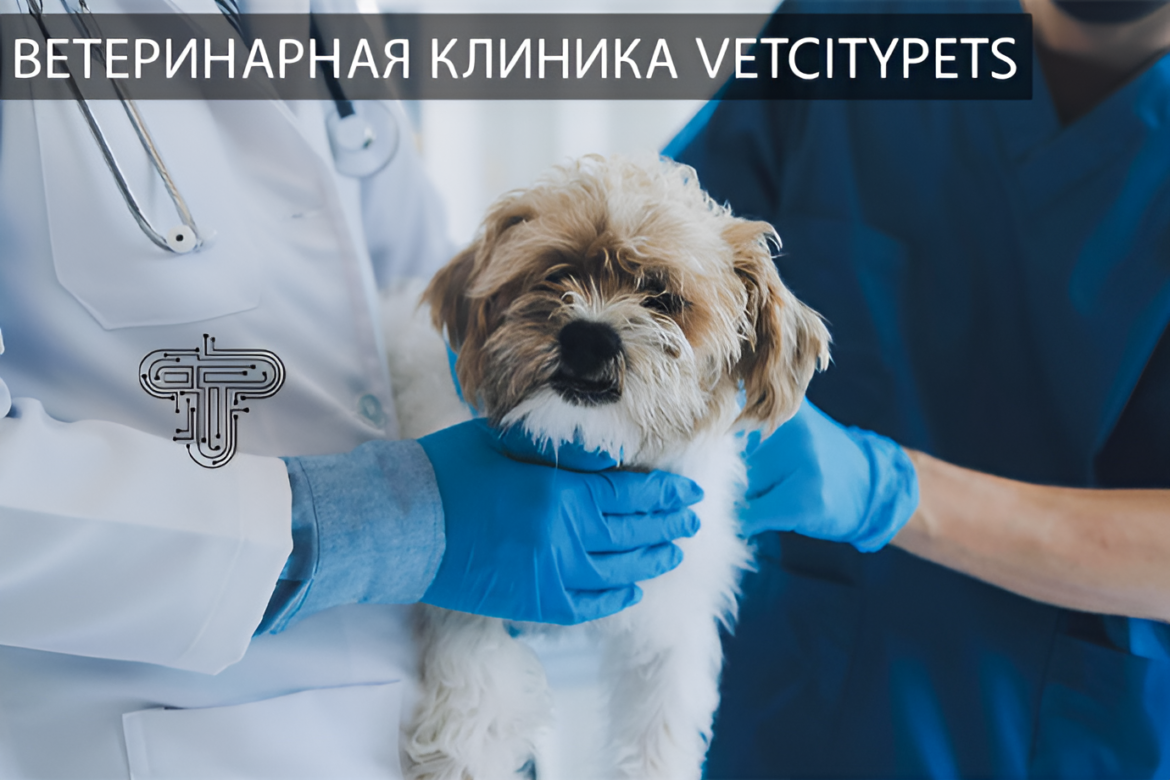 Exploring Services at Ветеринарная Клиника Vetcitypets – Your Pet’s Health, Our Priority